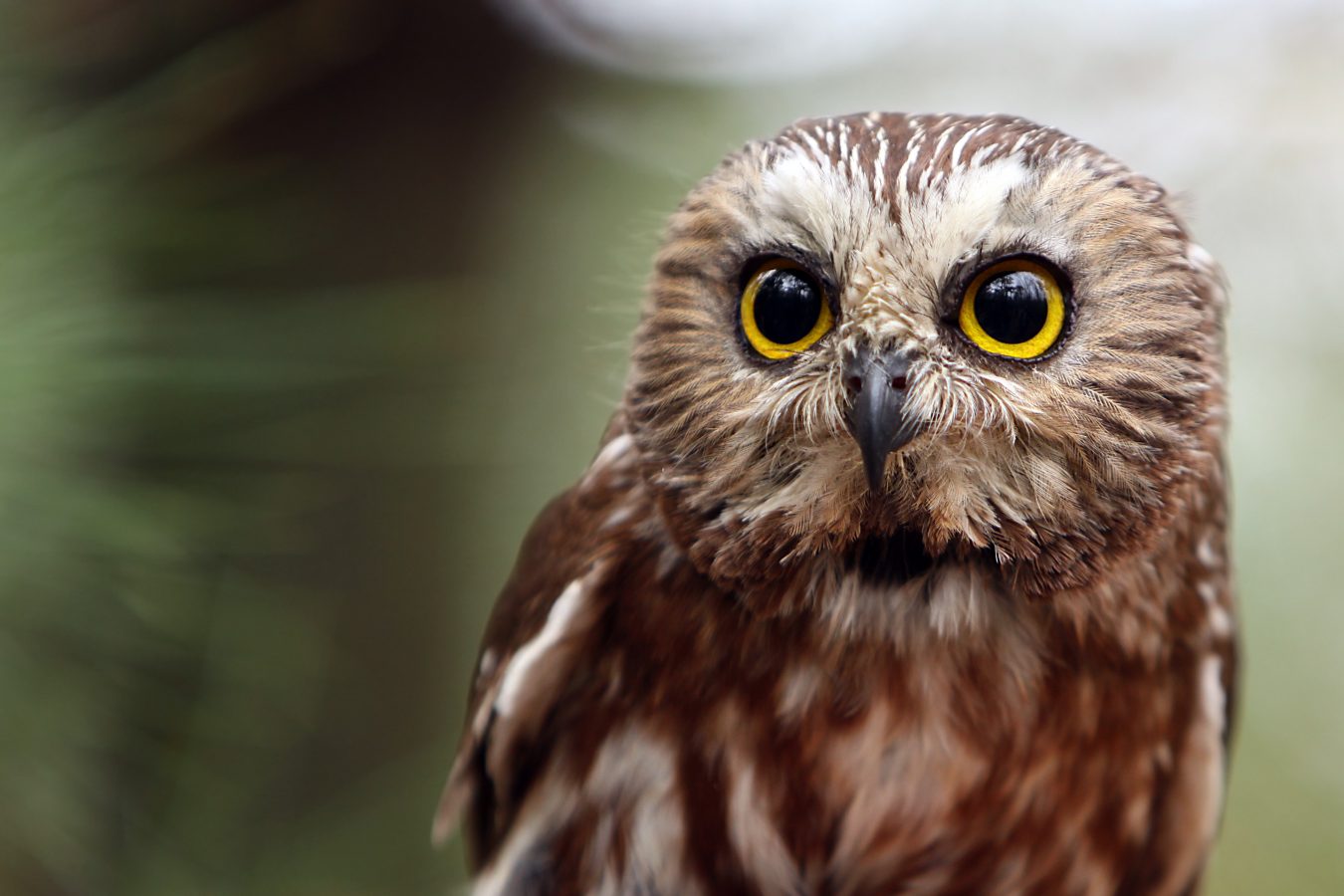 Bird Song Basics Getting Started With Birding By Ear Bird Academy