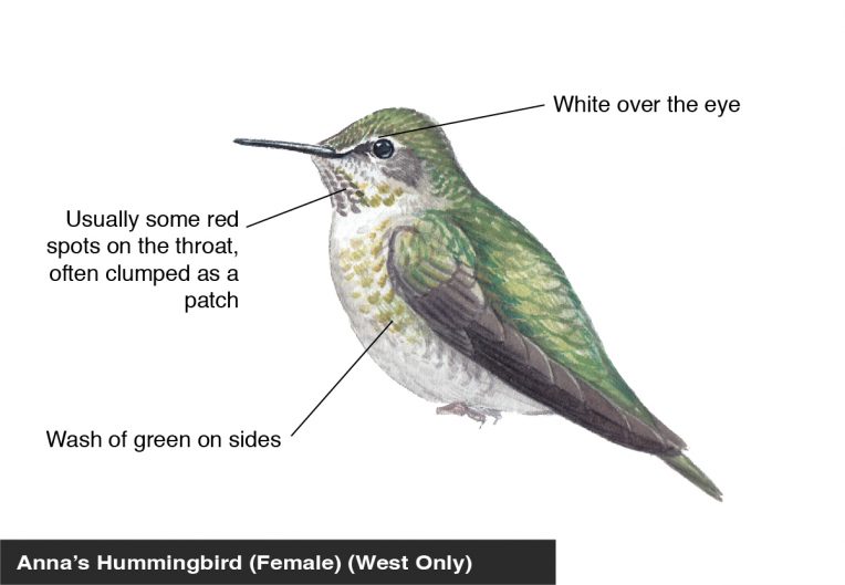 Anna S Hummingbird Female Identification Diagram Bird Academy The