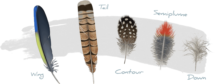 array of feathers. Wing, tail, contour, semiplume, down