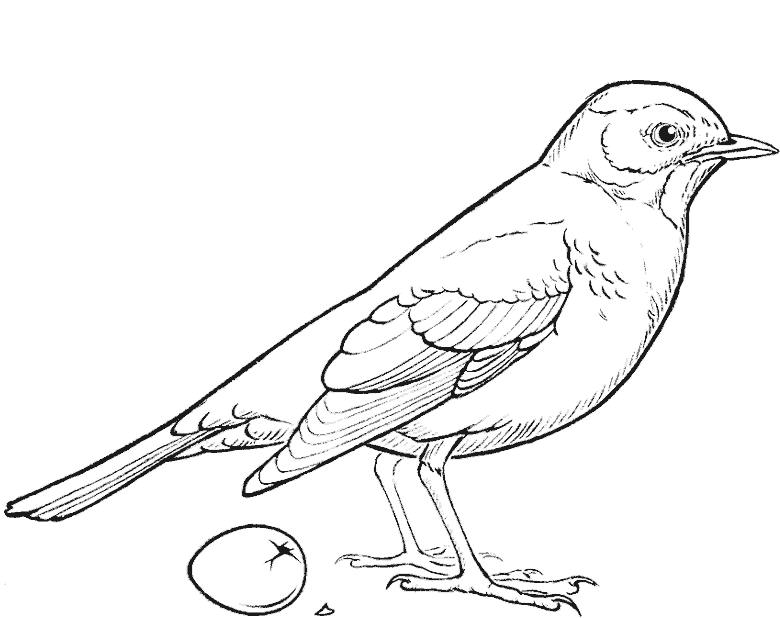 line sketch of a bird standing beside a cracked egg