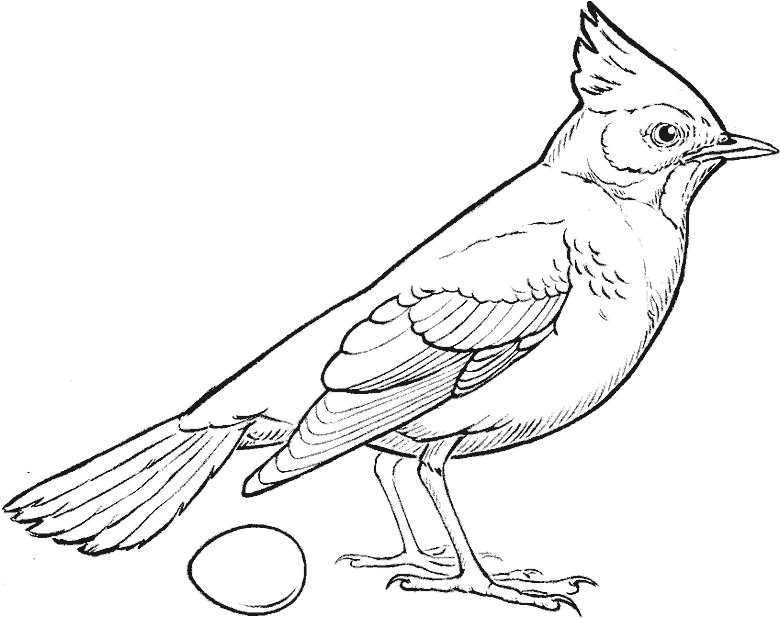 line sketch of a bird with its crest raised