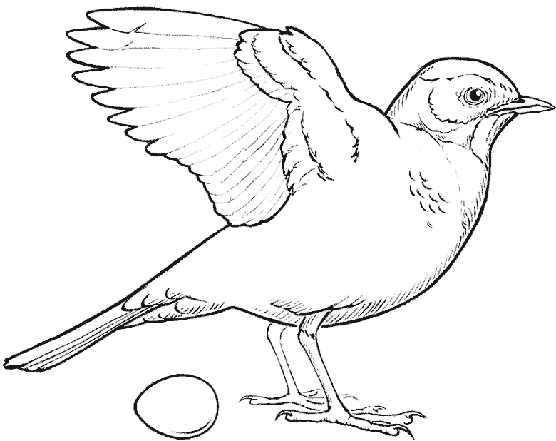 line sketch of a bird with its wings spread