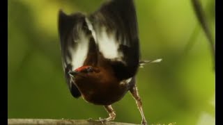 Club-winged Manakin with tail raised