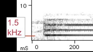 spectrogram detail