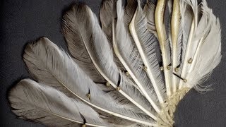 array of feathers