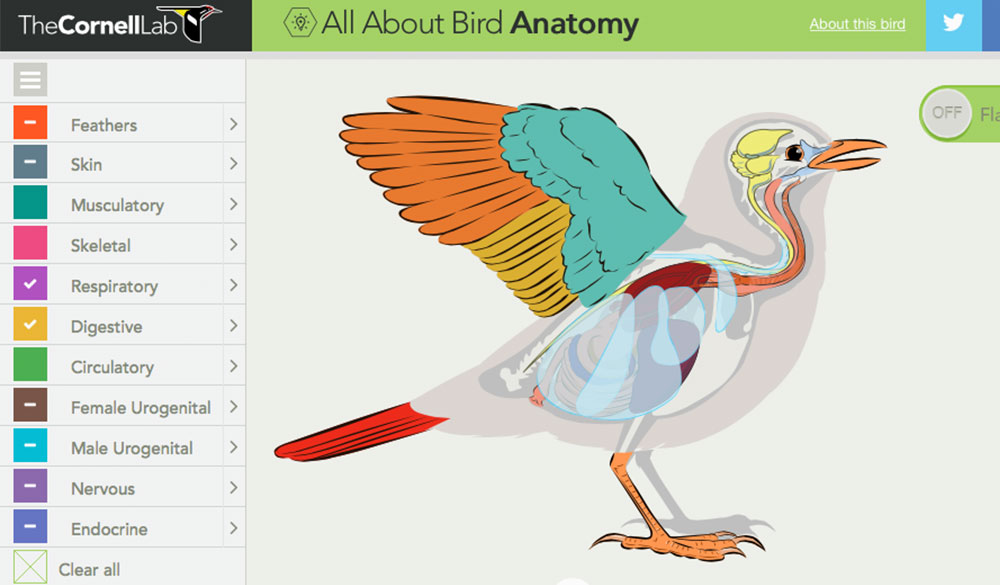 All About Bird Anatomy - The Cornell Lab of Ornithology