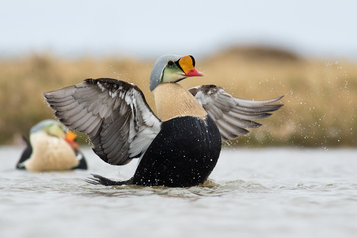 King Eider with wings spread and chest puffed out