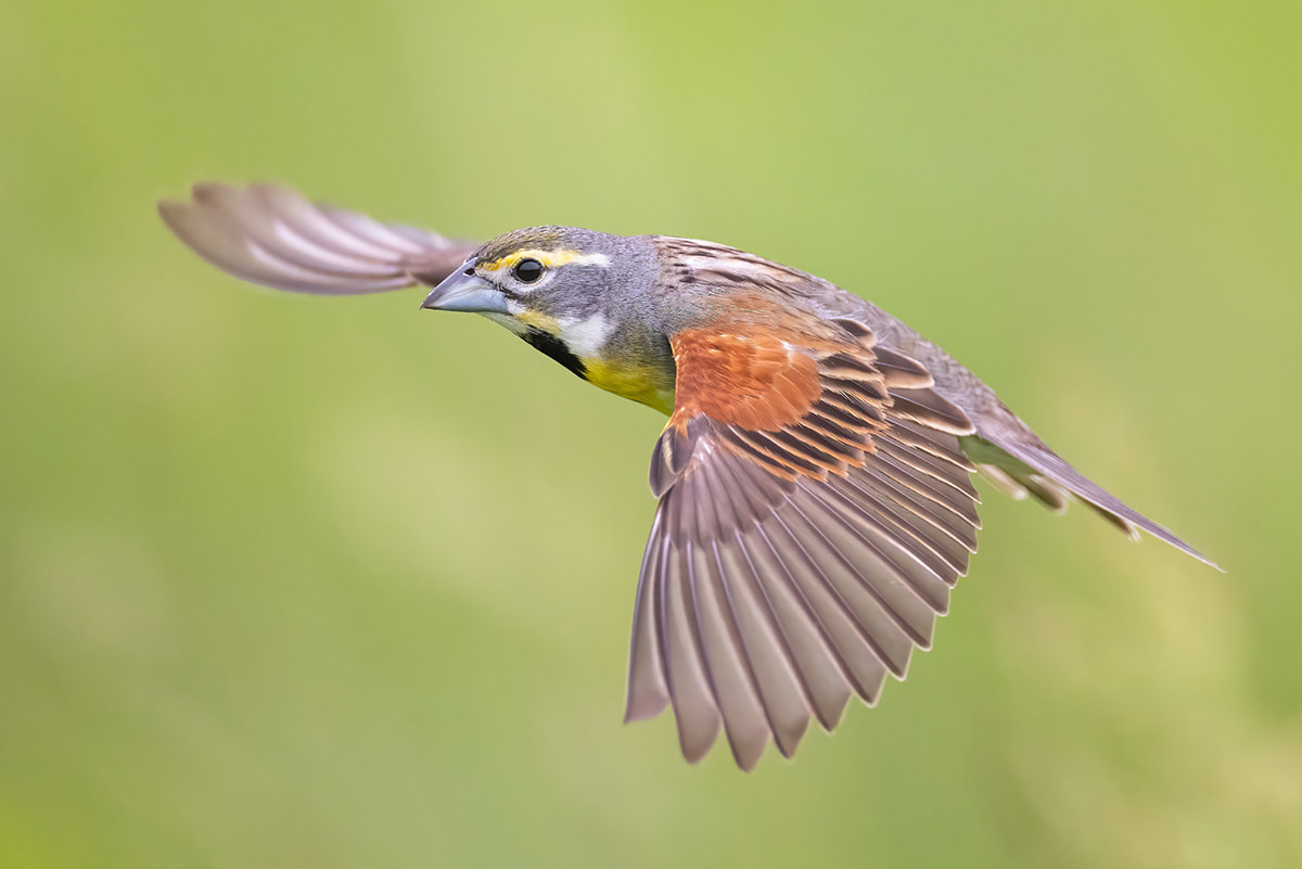 Dickcissel flying with wings open to the side