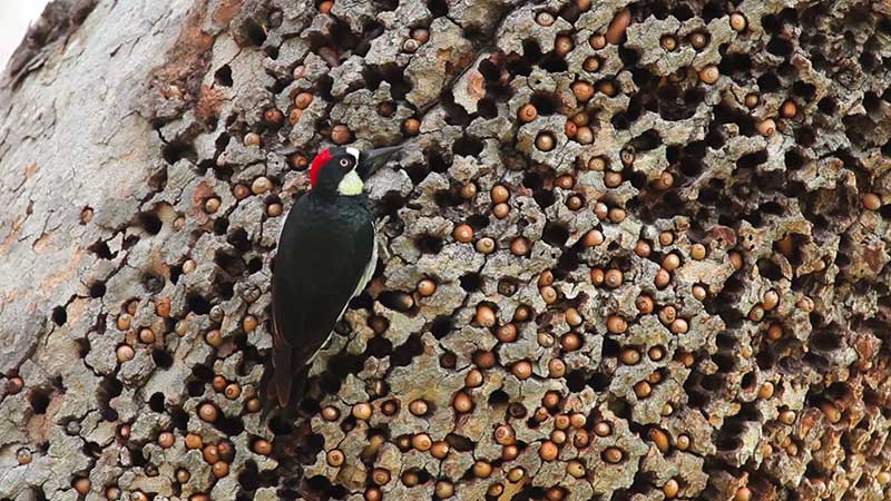 Acorn Woodpecker stores acorns in a granary