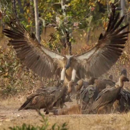 Yula Kapetenakos studies endangered Asian Vulture populations