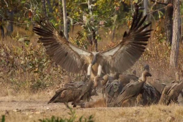 Yula Kapetenakos studies endangered Asian Vulture populations