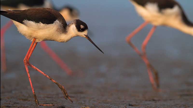 Bleck-necked Stilts foraging in the mud