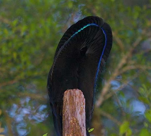 The Black Sicklebill transformed during courtship display