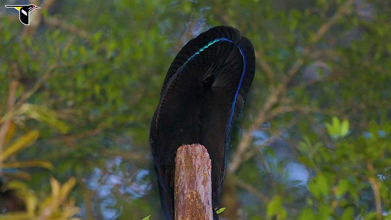 The Black Sicklebill transformed during courtship display