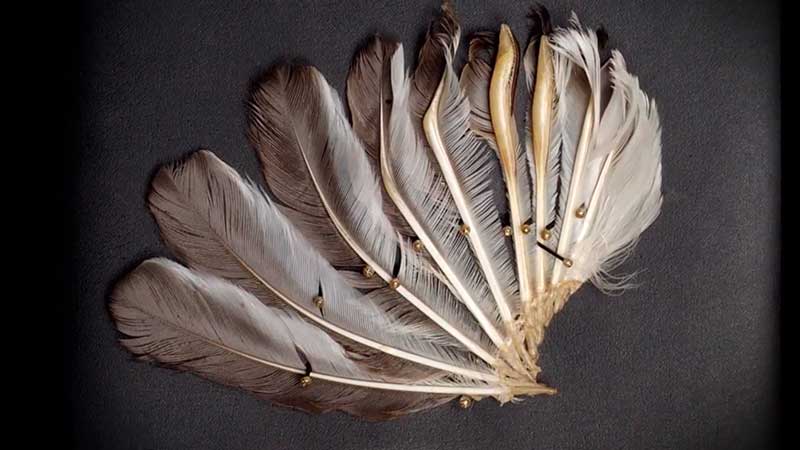 Wing feathers of the Club-winged Manakin