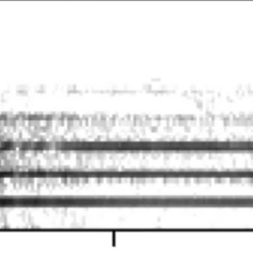 A spectrogram of a Club-winged Manakin's wing sound