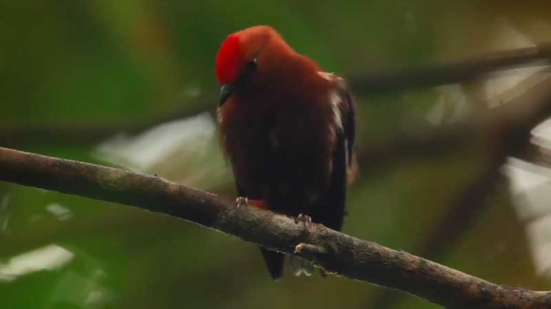 Club-winged Manakin perched on a branch