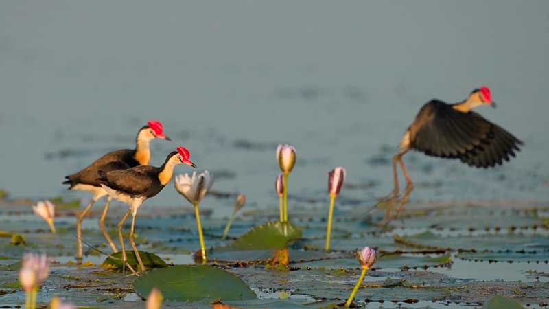 Comb-crested Jacanas walking on lily pads