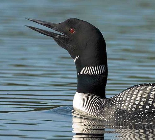 A calling Common Loon