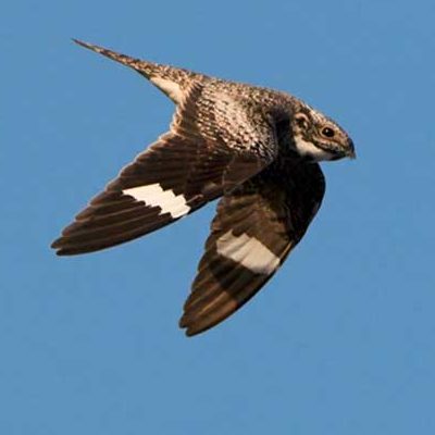 Common Nighthawk dives creating a buzzing sound with its feathers
