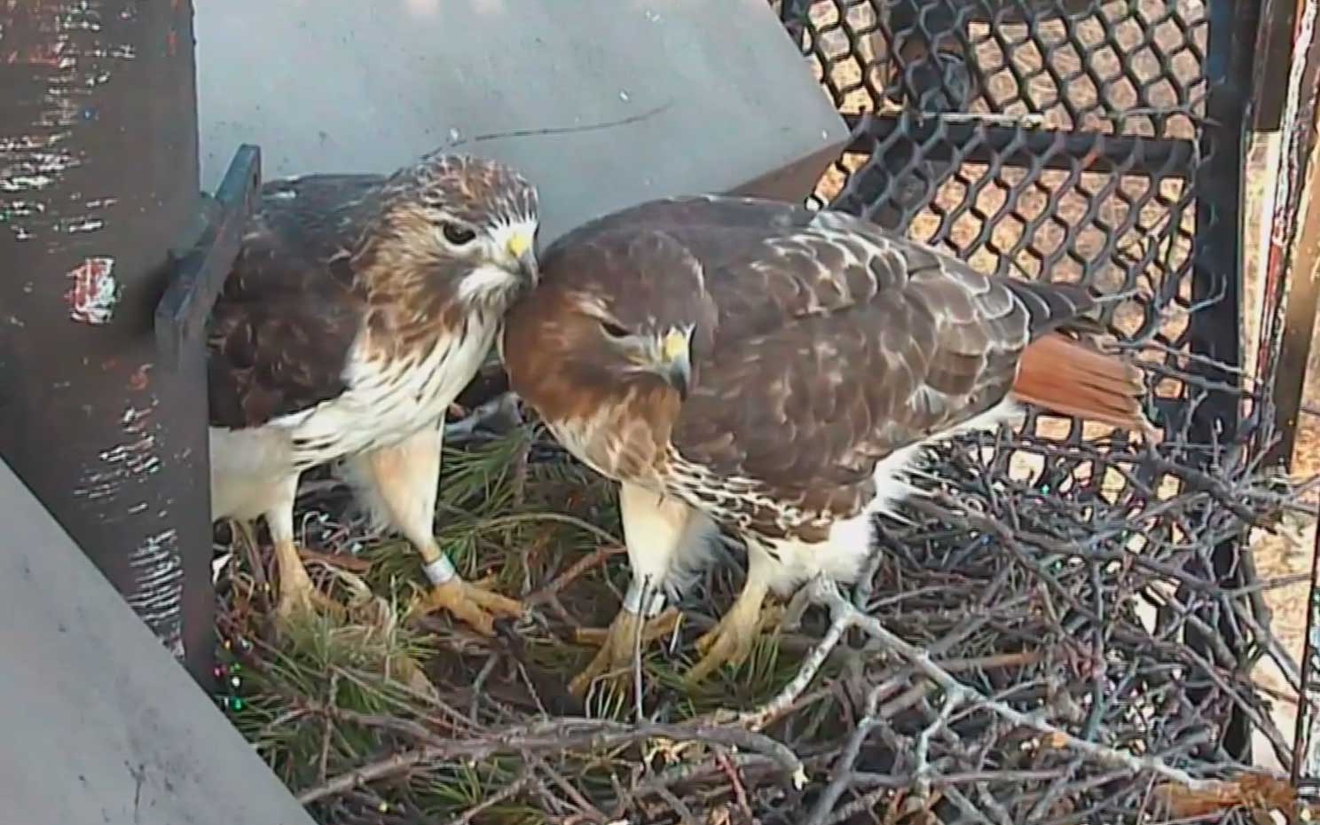 Position of the Cornell Hawk Cam