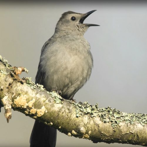 Grey Catbird singing
