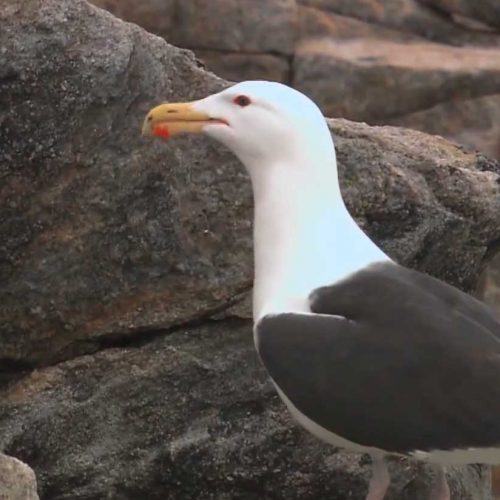 Territorial gulls coexist on Appledore Island in Maine