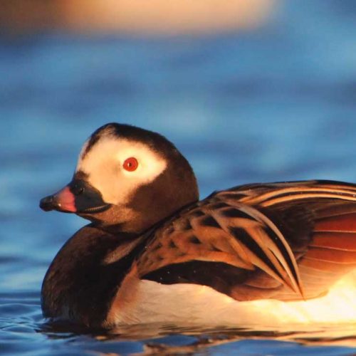 Long-tailed Duck swimming
