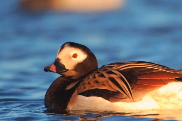 Long-tailed Duck swimming