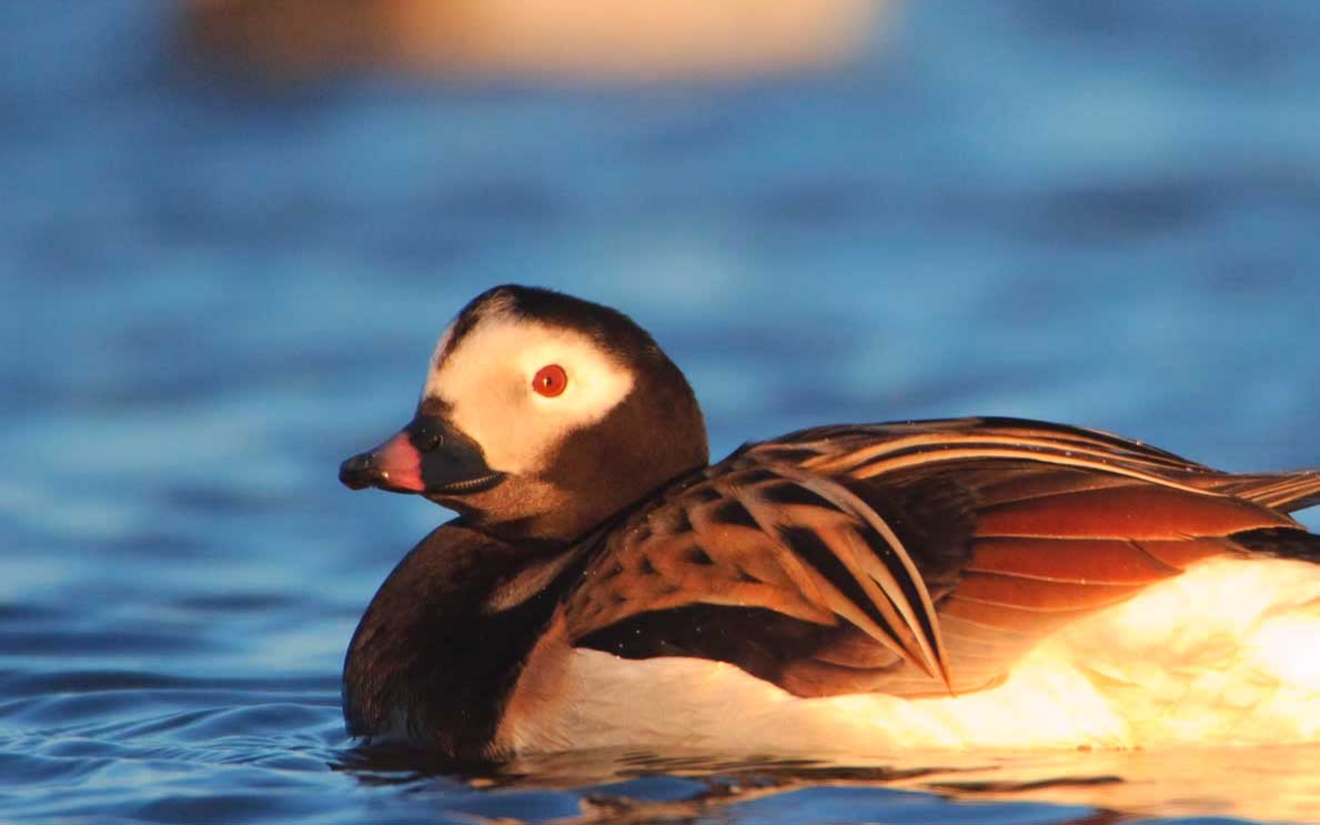 Long-tailed Duck swimming