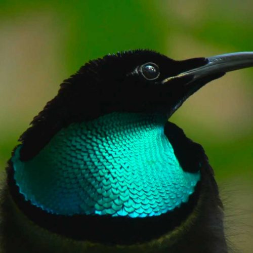 The iridescent throat of a Magnificent Riflebird