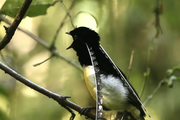 The elongated windpipe of a Curl-crested Manucode