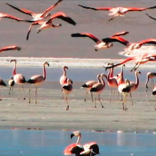 Flamingos in Bolivia's Altiplano