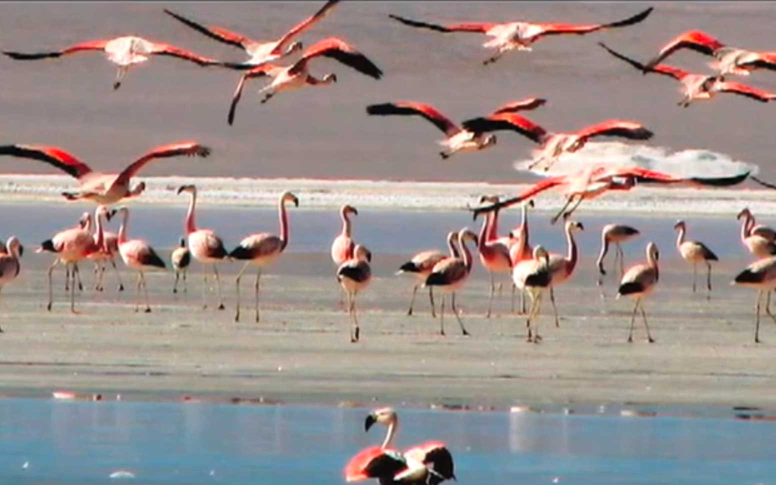 Flamingos in Bolivia's Altiplano