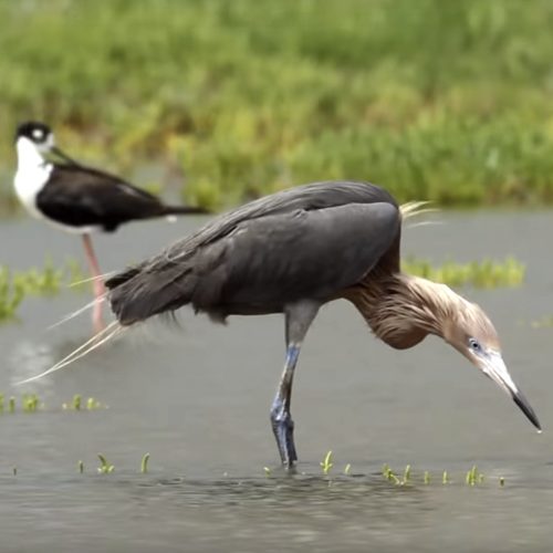 Birds congregate in the Mississippi River Delta