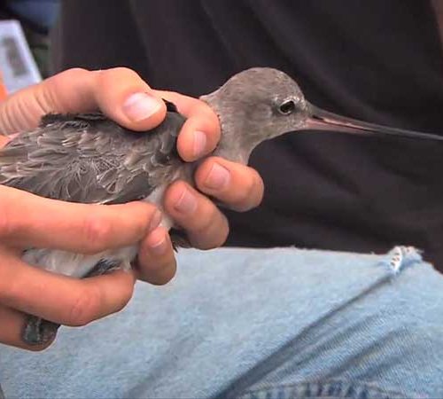 A Hudsonian Godwit being fitted with a tracking device