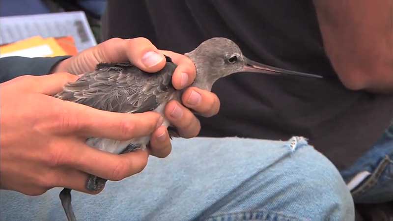 A Hudsonian Godwit being fitted with a tracking device