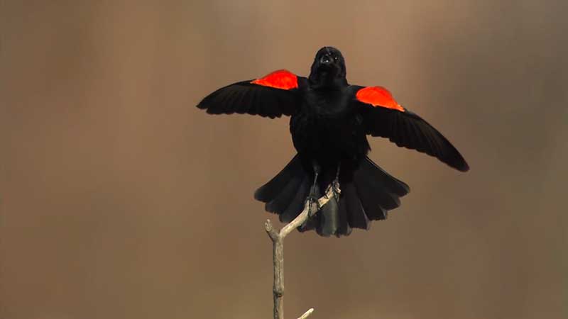 Male Red-winged Blackbird spreads his wings