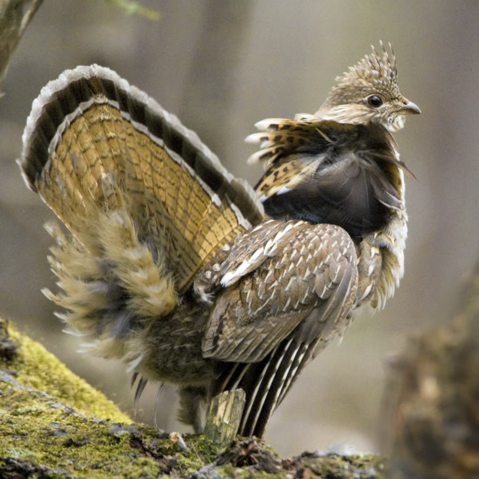 Ruffed Grouse with wings spread