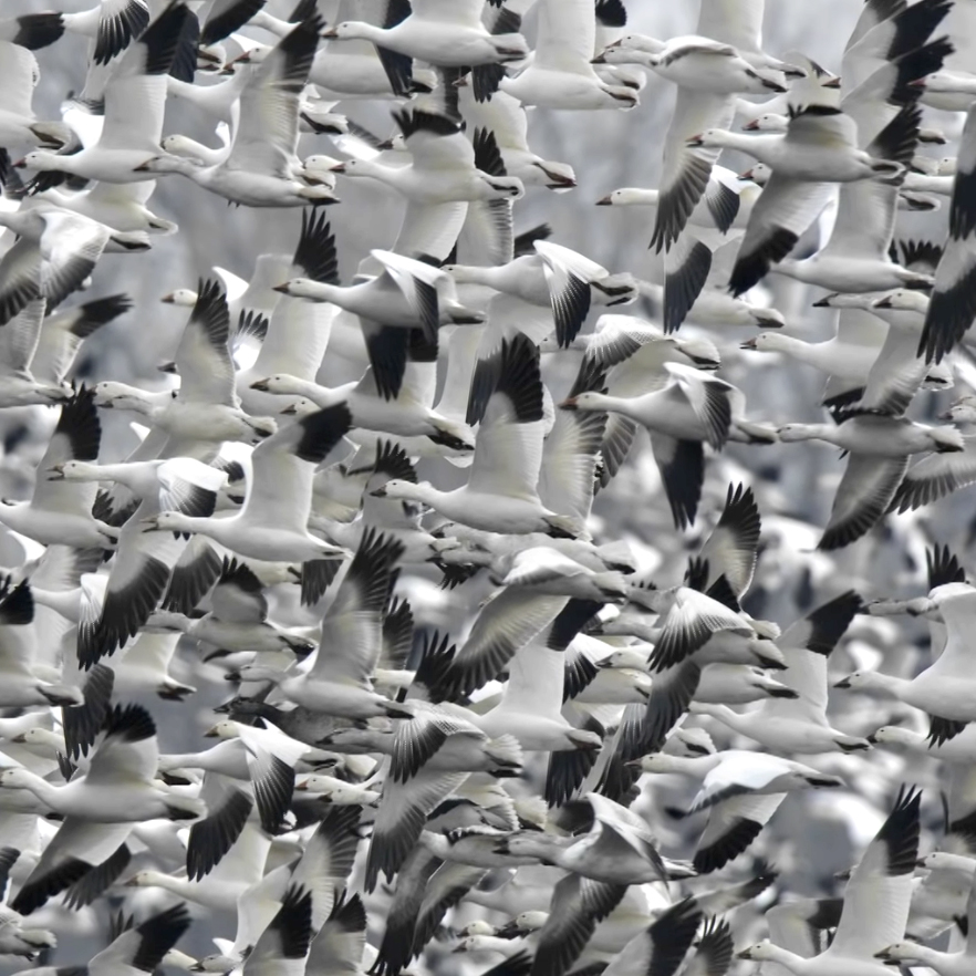 A large flock of Snow Geese
