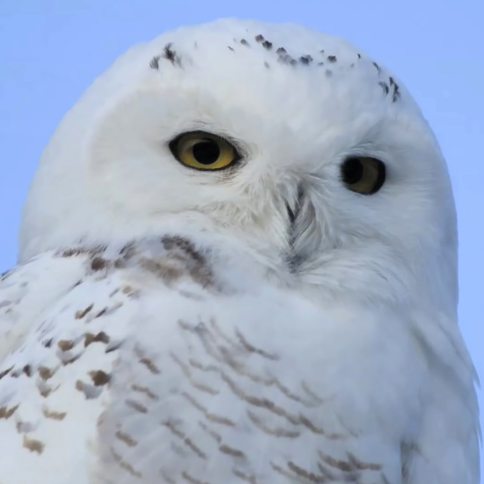 A Snowy Owl staying warm with insulating feathers