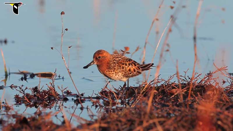 Spoon-billed Sandpiper foraging along the shore