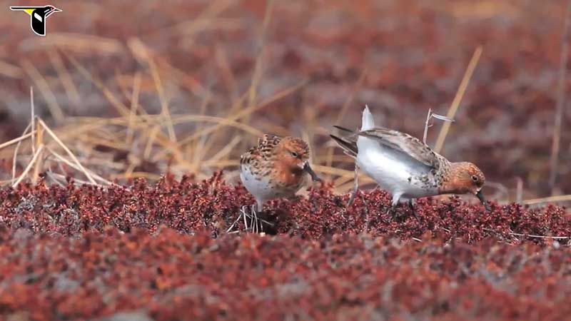 A pair of Spoon-billed Sandpipers courting