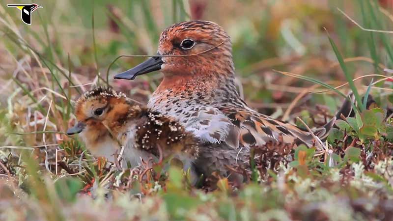 Spoon-billed Sandpiper chick with parent