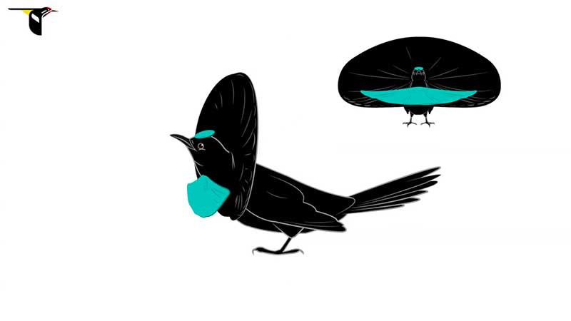 A diagram showing the transformation of the Superb Bird-of-Paradise during courtship display
