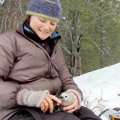 Taza Schaming gets her finger pinched by a Clark's Nutcracker