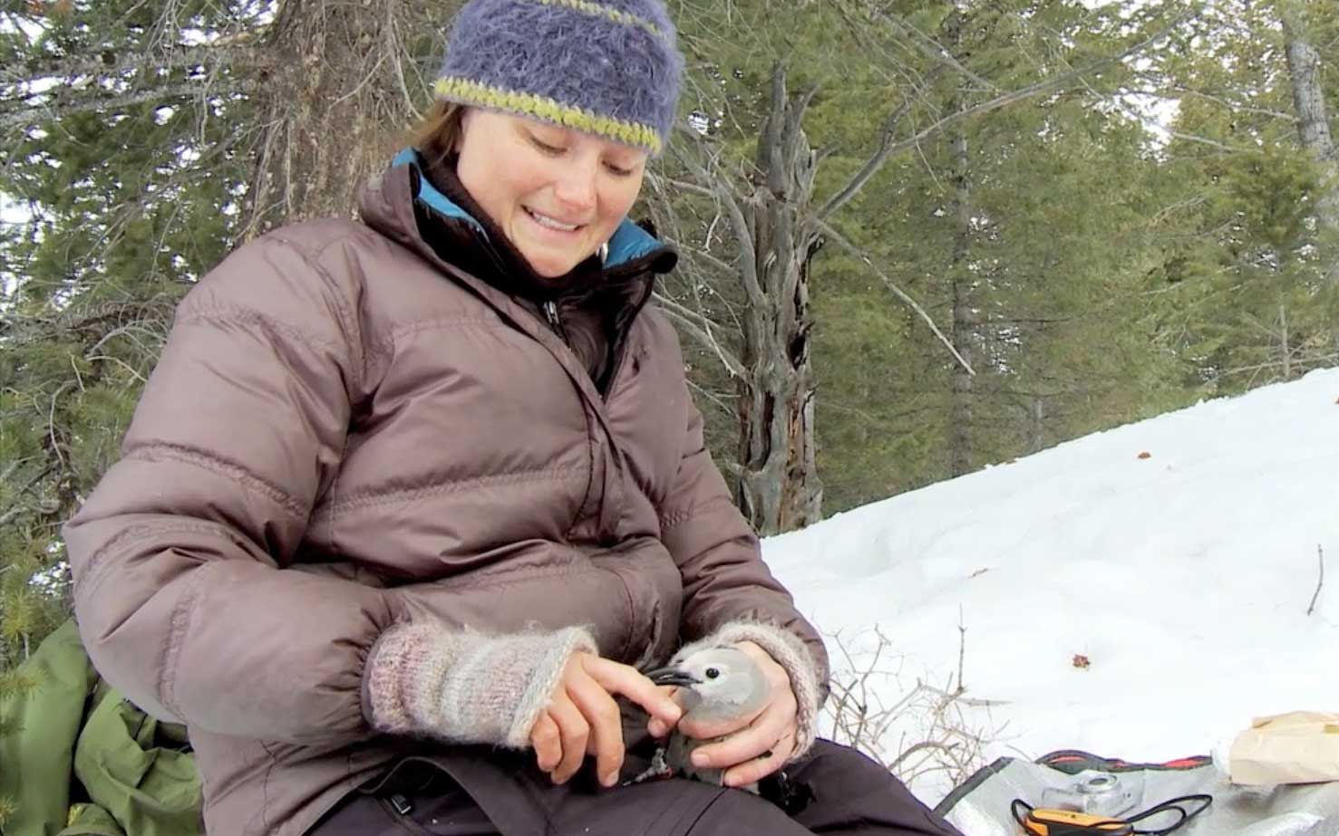 Taza Schaming gets her finger pinched by a Clark's Nutcracker