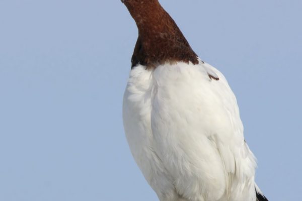 A Willow Ptarmigan calling