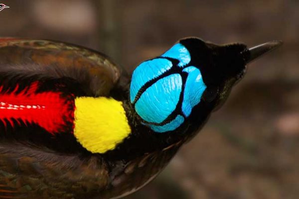 The colorful Wilson's Bird-of-Paradise