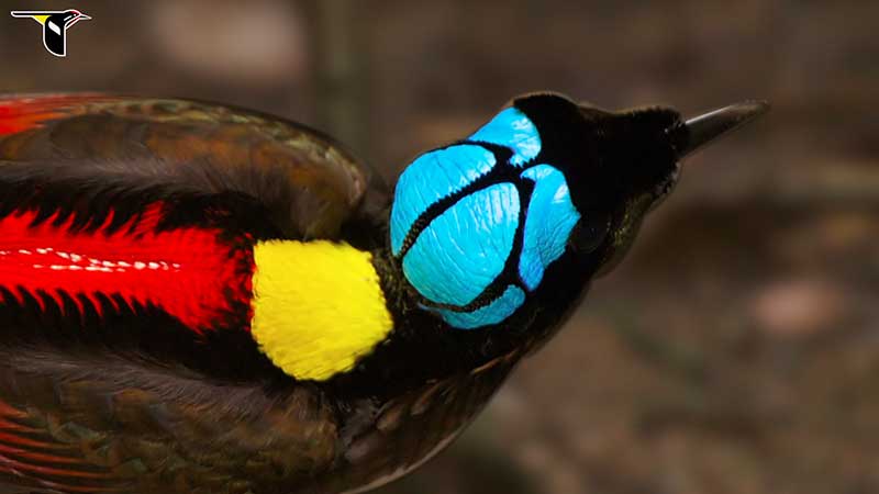 The colorful Wilson's Bird-of-Paradise
